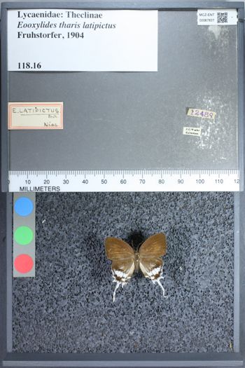 Media type: image;   Entomology 67837
